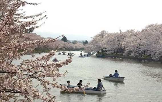 일본 벚꽃 히로사키