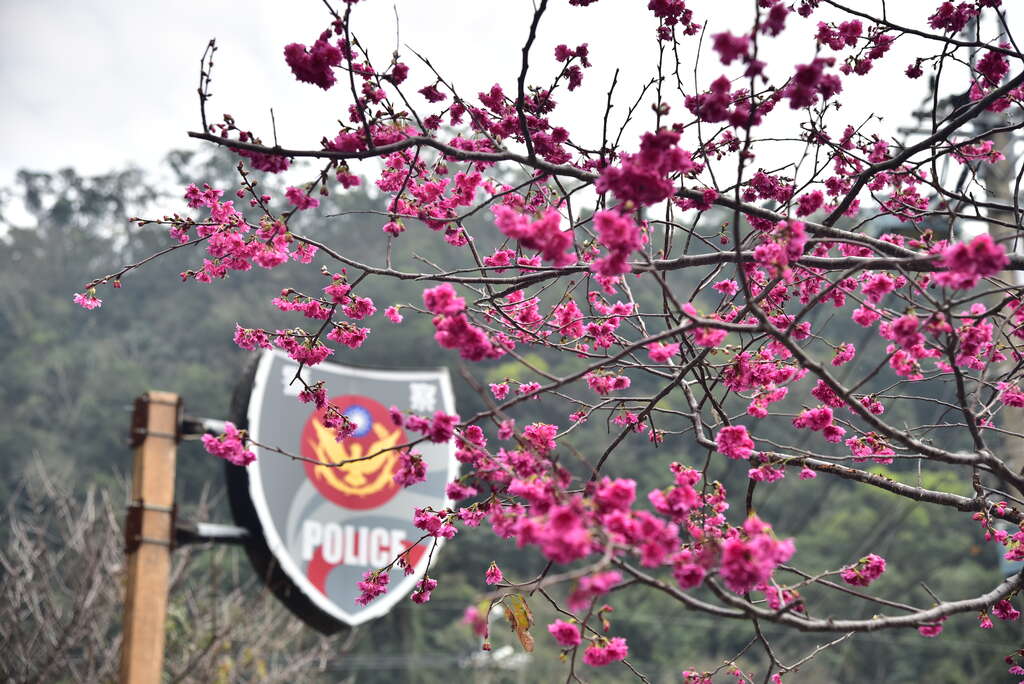 泰安櫻花