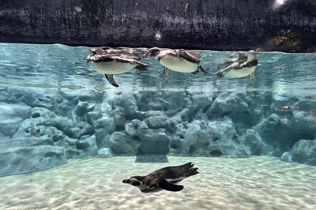 DMM Kariyushi 水族館｜必看亮點 2F 企鵝之城
