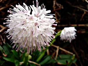陽明山, 四季美景