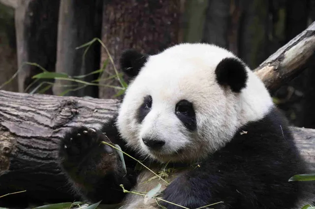 大熊貓 6 號別墅明星熊貓「和花」