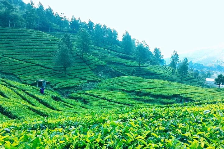 Acres upon Acres of tea plantation