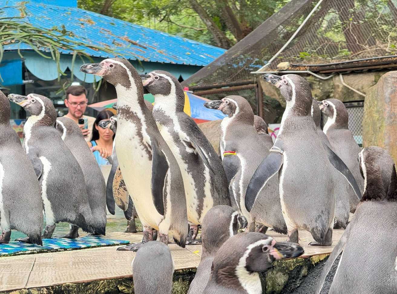 ขบวน พาเหรดเพนกวิน - สวนสัตว์เปิดเขาเขียว