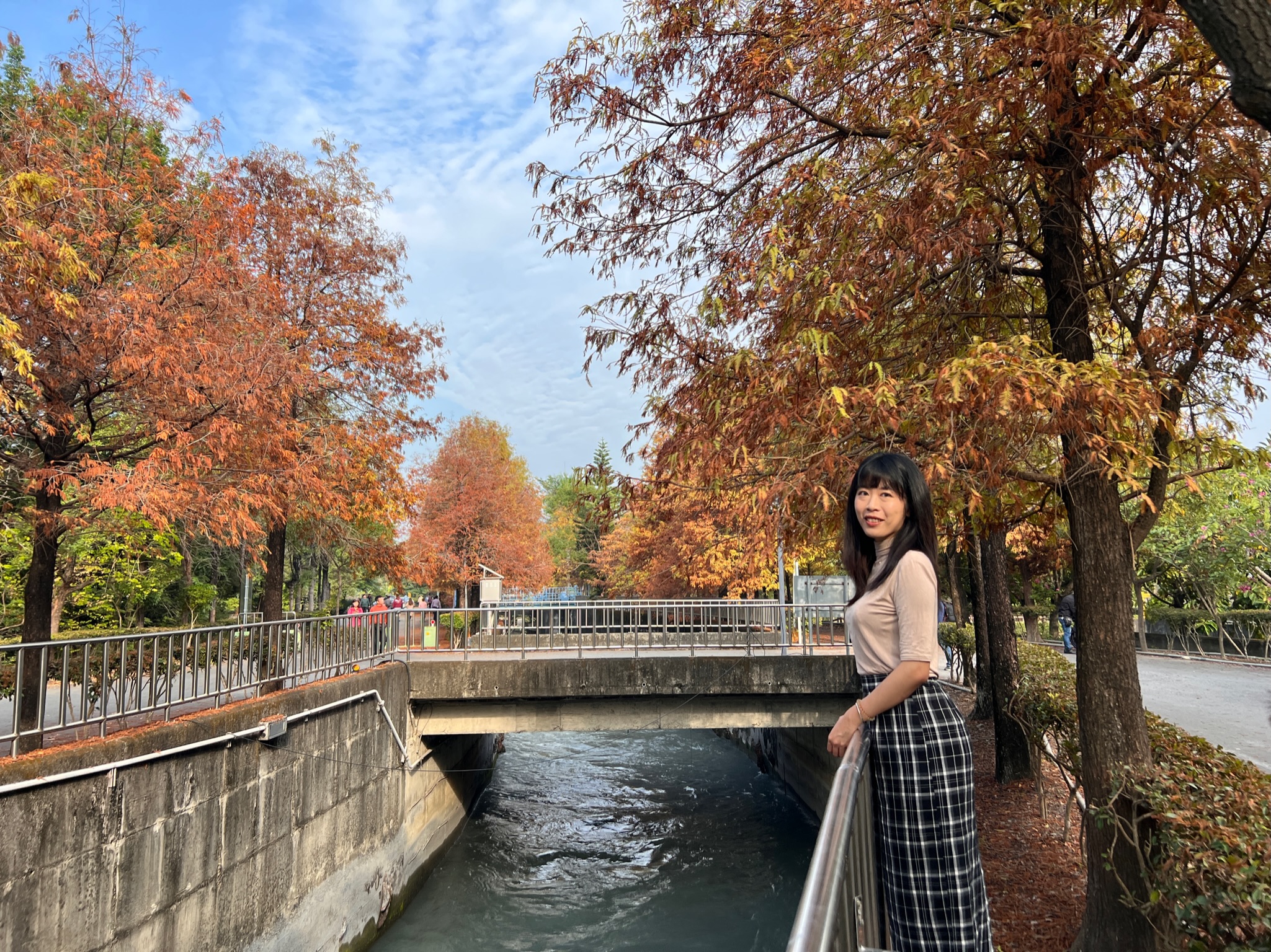 林內農田水利文物陳列館落羽松