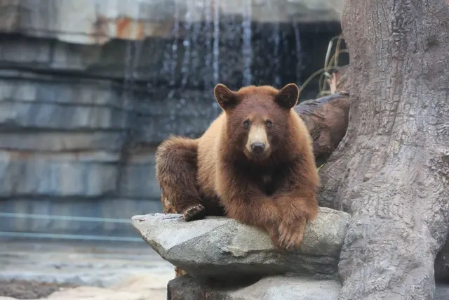 神戶動物王國｜岩之谷