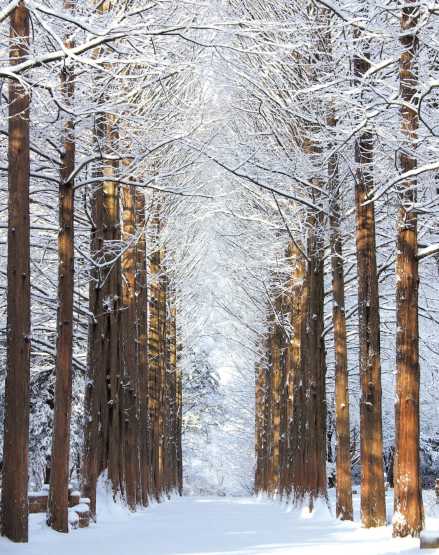 겨울 당일치기 여행 남이섬