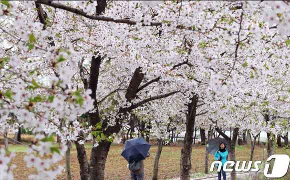 전주 벚꽃 명소, 전북대학교 & 덕진공원