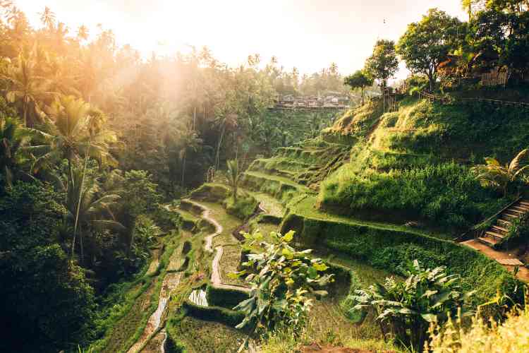 นาขั้นบันไดเตกัลลาลัง (Tegallalang Rice Terrace)