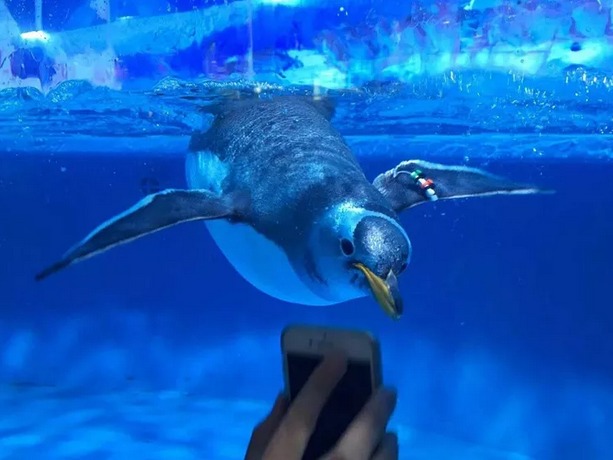 一群企鵝歡樂餐廳