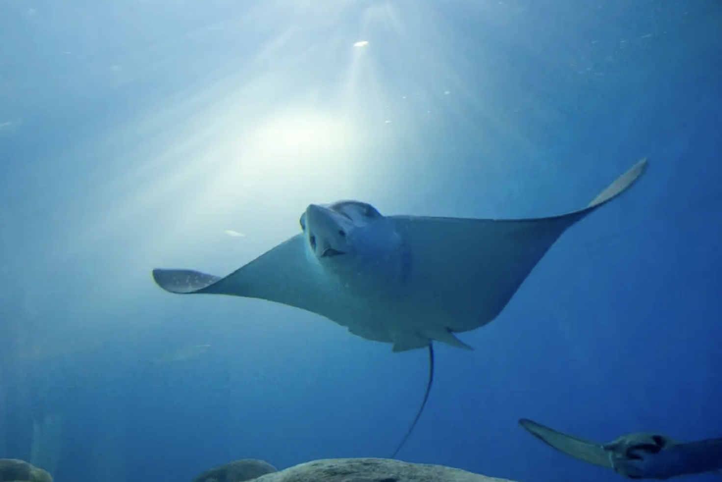 澎湖水族館必體驗