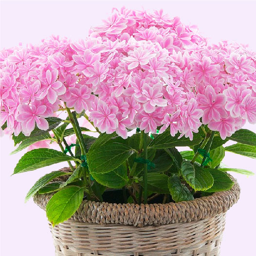 日本繡球花 | 品種# 2 萬華鏡