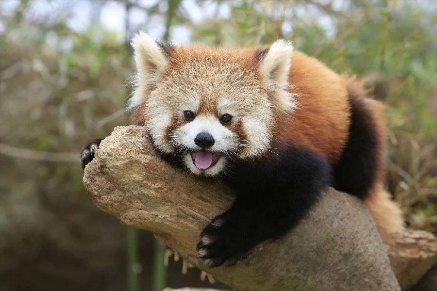 神戶動物王國
