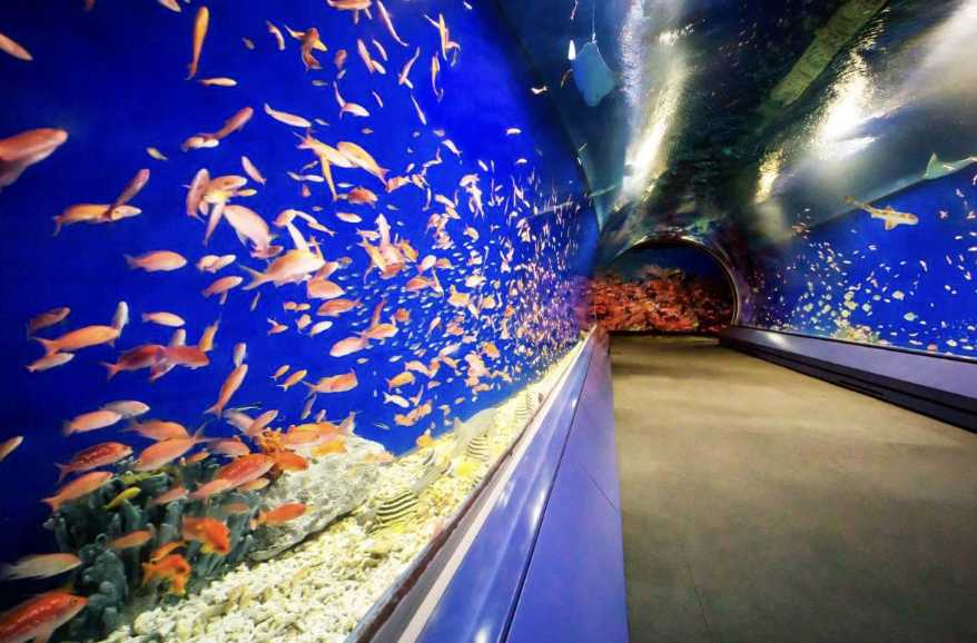 오사카 수족관 가이유칸