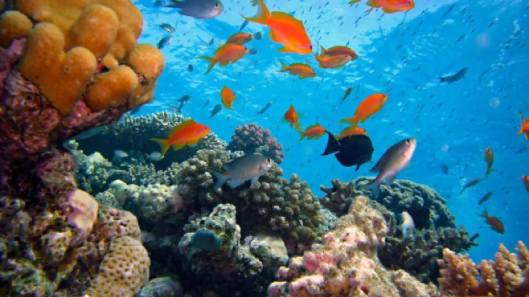 underwater view at Amed waters
