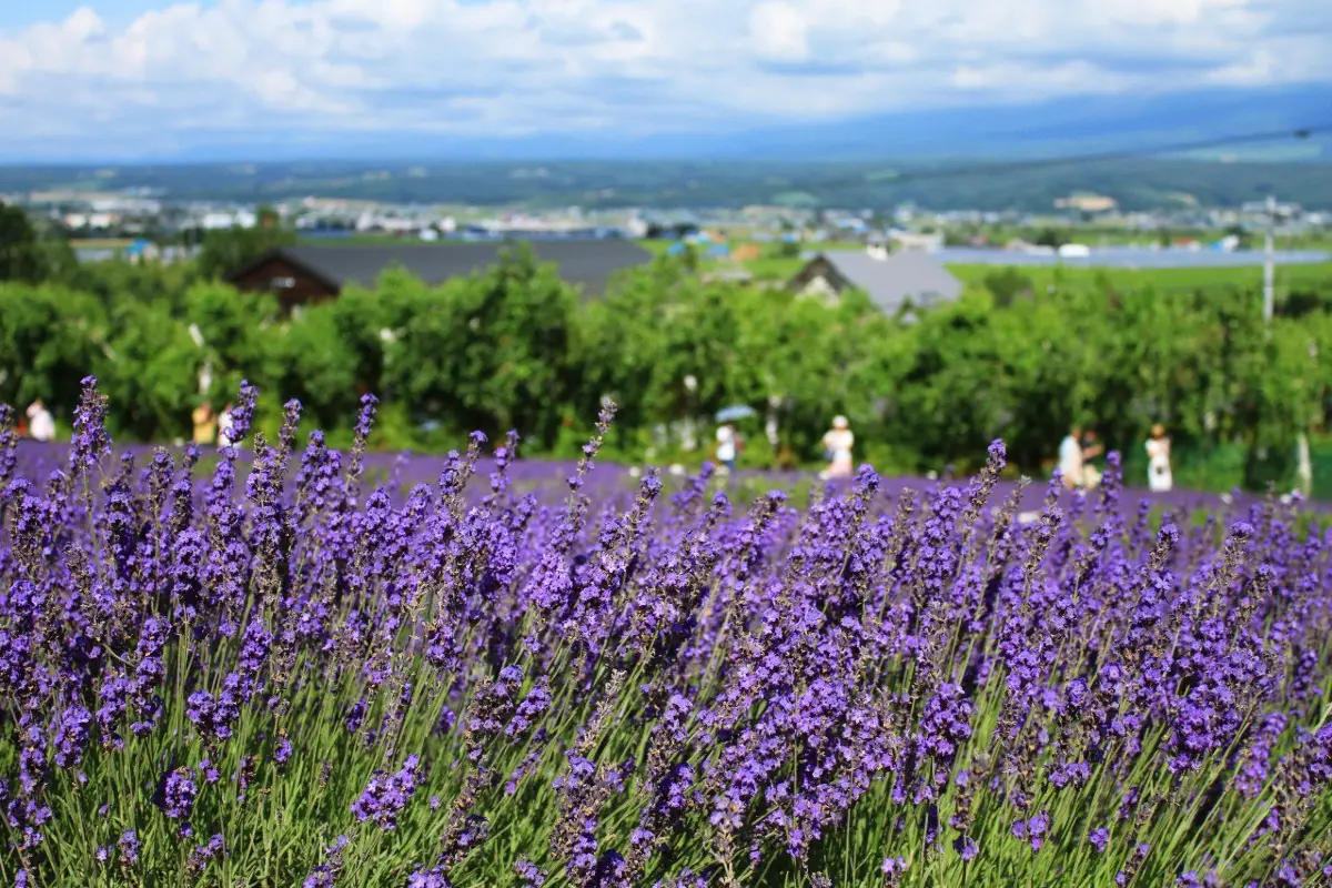 ฟุราโนะ