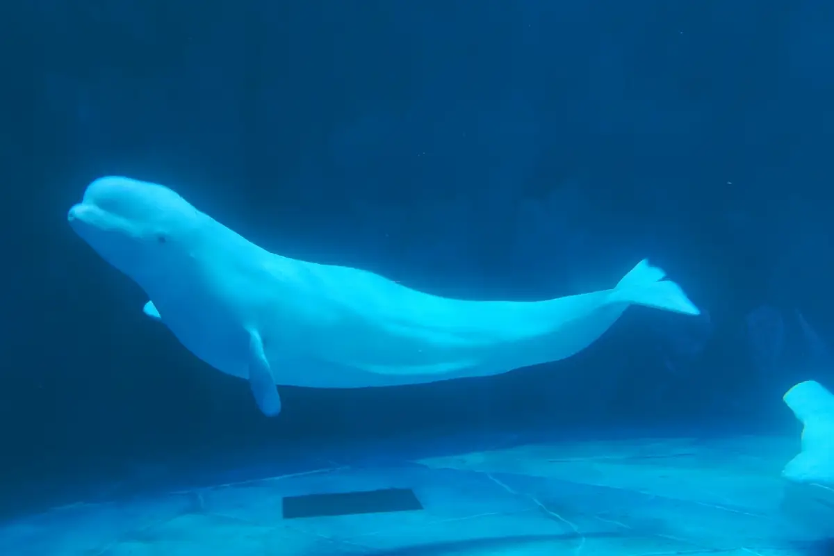 小梅沙海洋世界