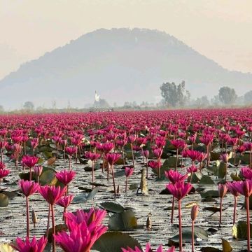 ทุ่งบัวแดง บึงบอระเพ็ด จ.นครสวรรค์