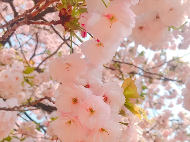 新宿御苑櫻花
