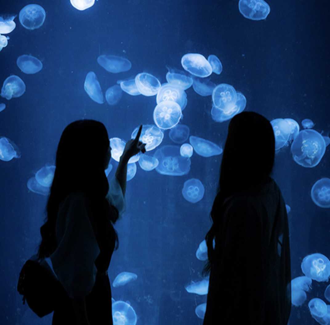 오사카 수족관 고래상어