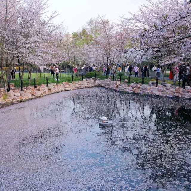 上海櫻花, 靜安雕塑公園
