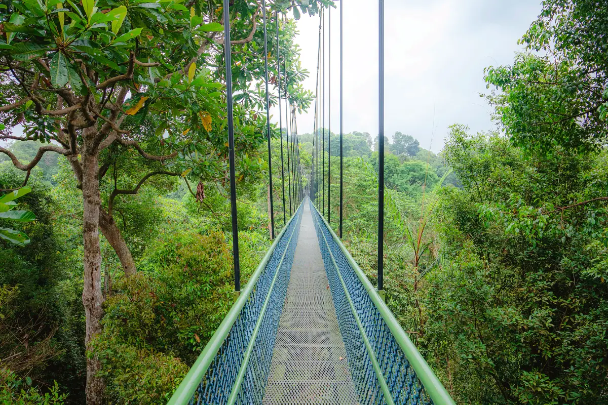 suspension bridge at MacRitchie TreeTop