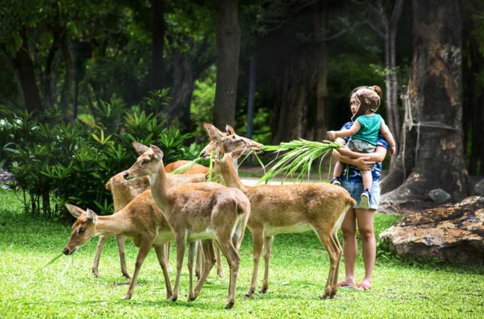 สวนสัตว์เปิดเขาเขียว