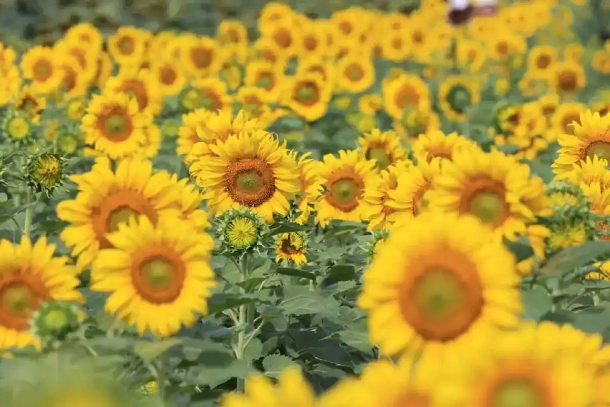 ทุ่งทานตะวันไร่มณีศร