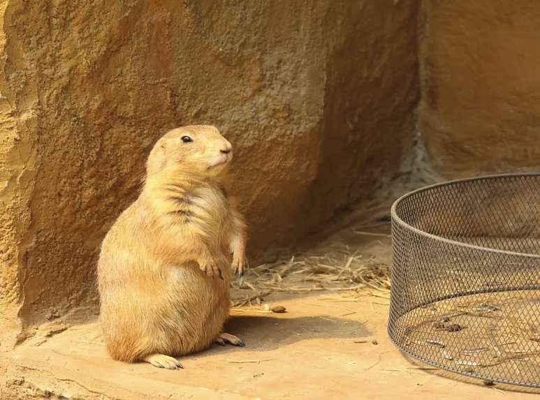 毛瑞動物小鎮（原野恩動物園）