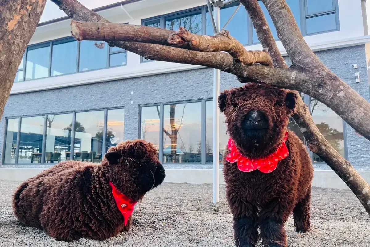 宜蘭農場｜樹懶餐廳