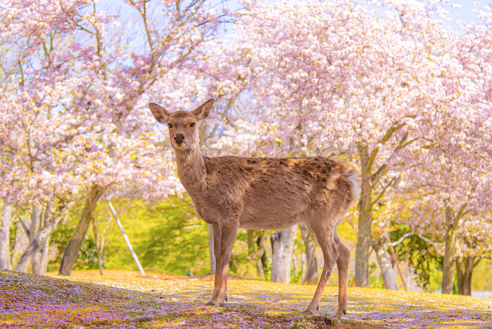 奈良景點 #1｜奈良公園