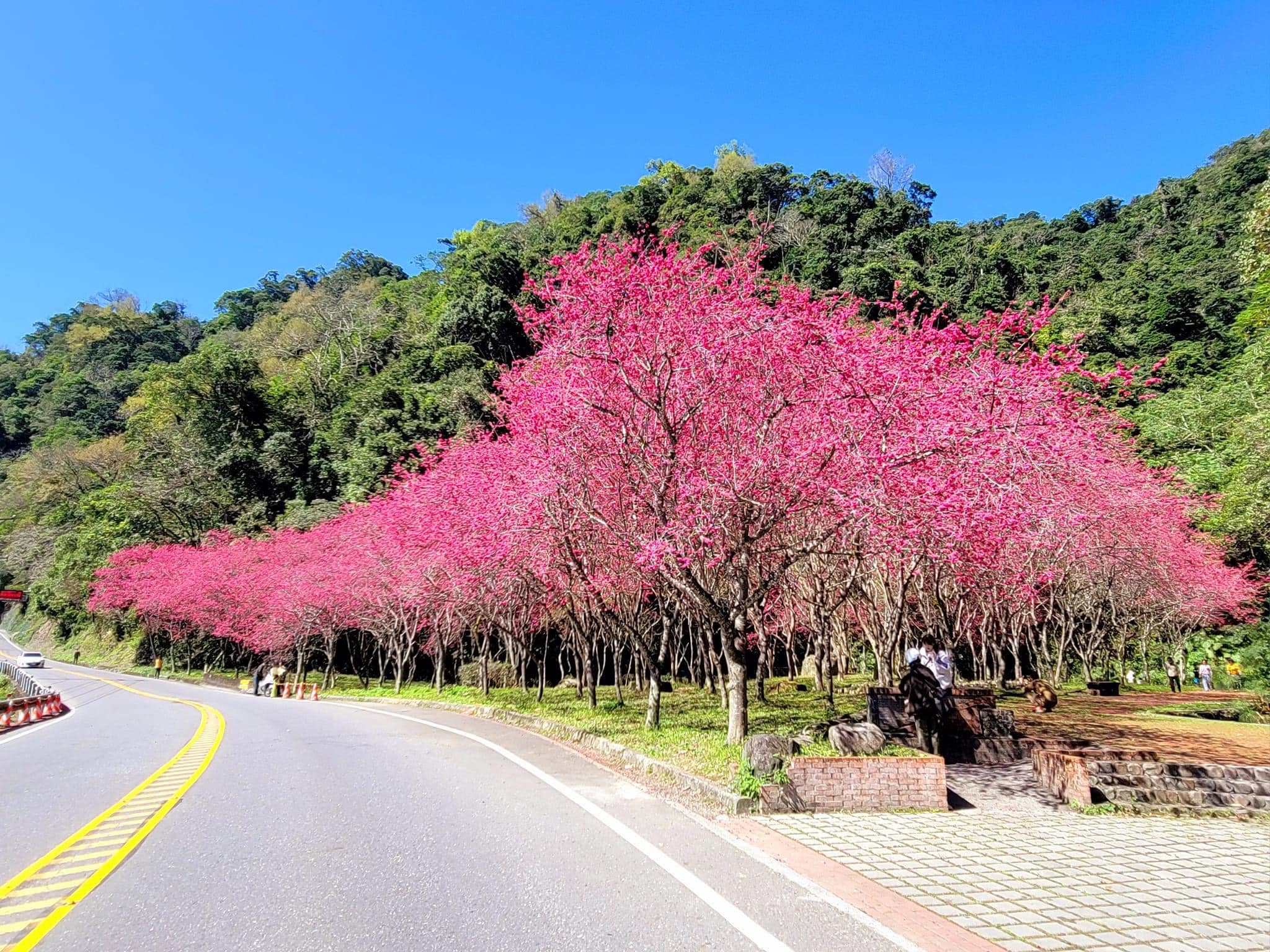 宜蘭櫻花季|玉蘭茶園