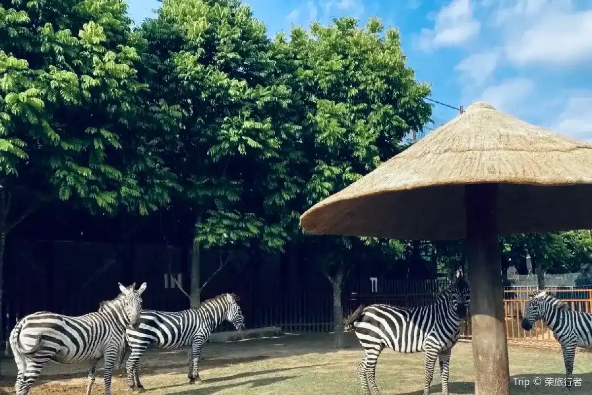 สวนสัตว์ป่าเขาซาน