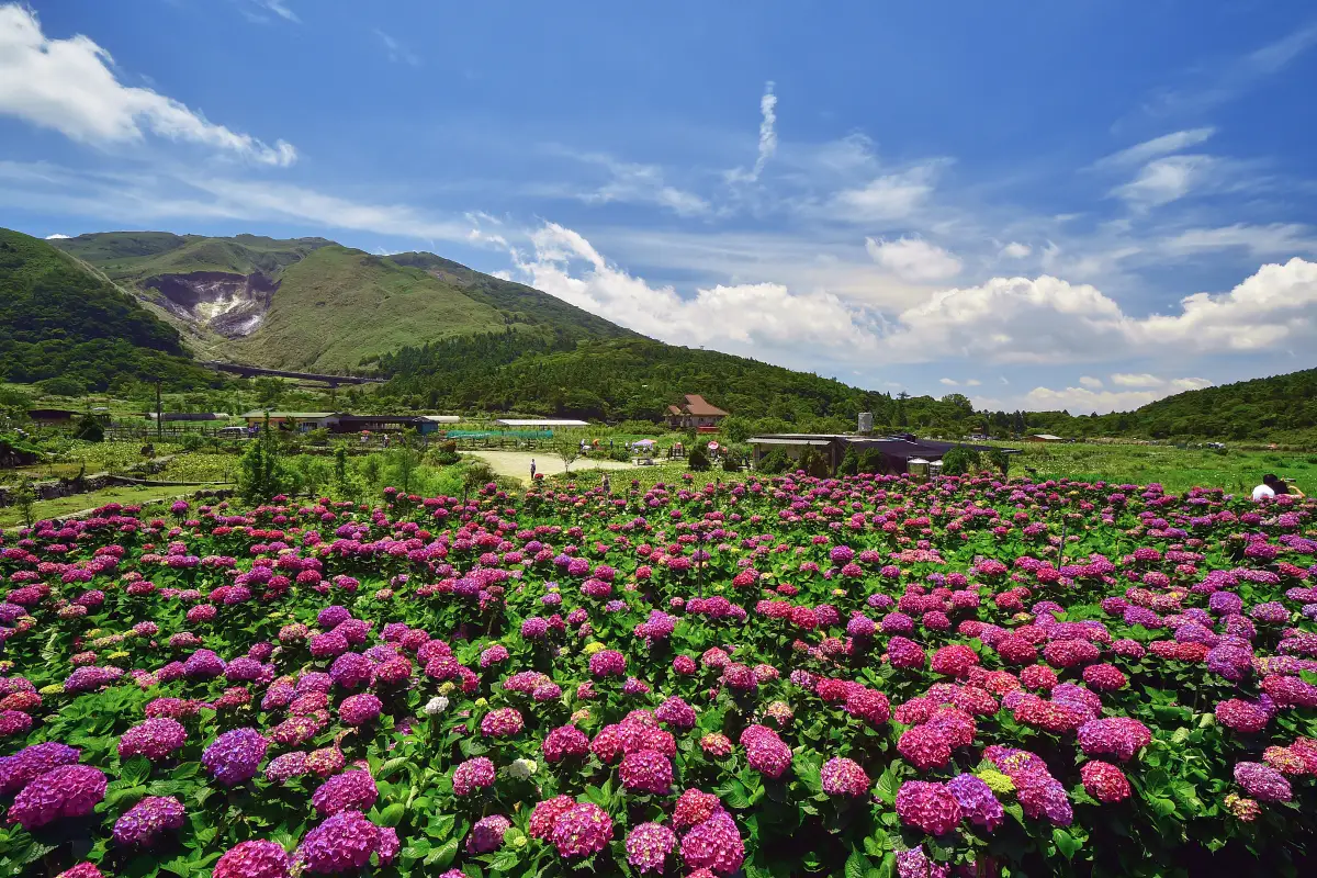 An image of a flower garden national park