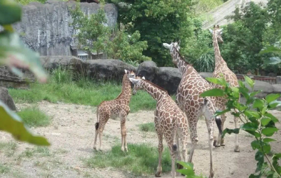 台北市立動物園