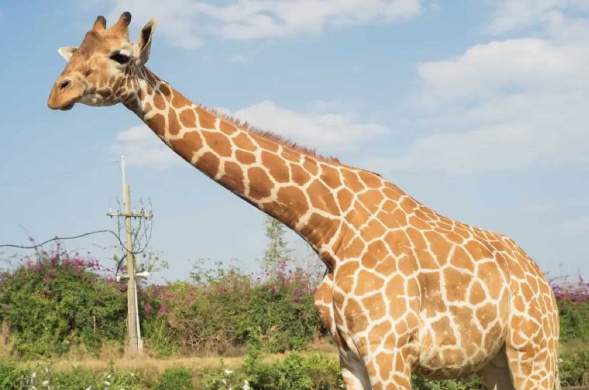 頑皮世界野生動物園 