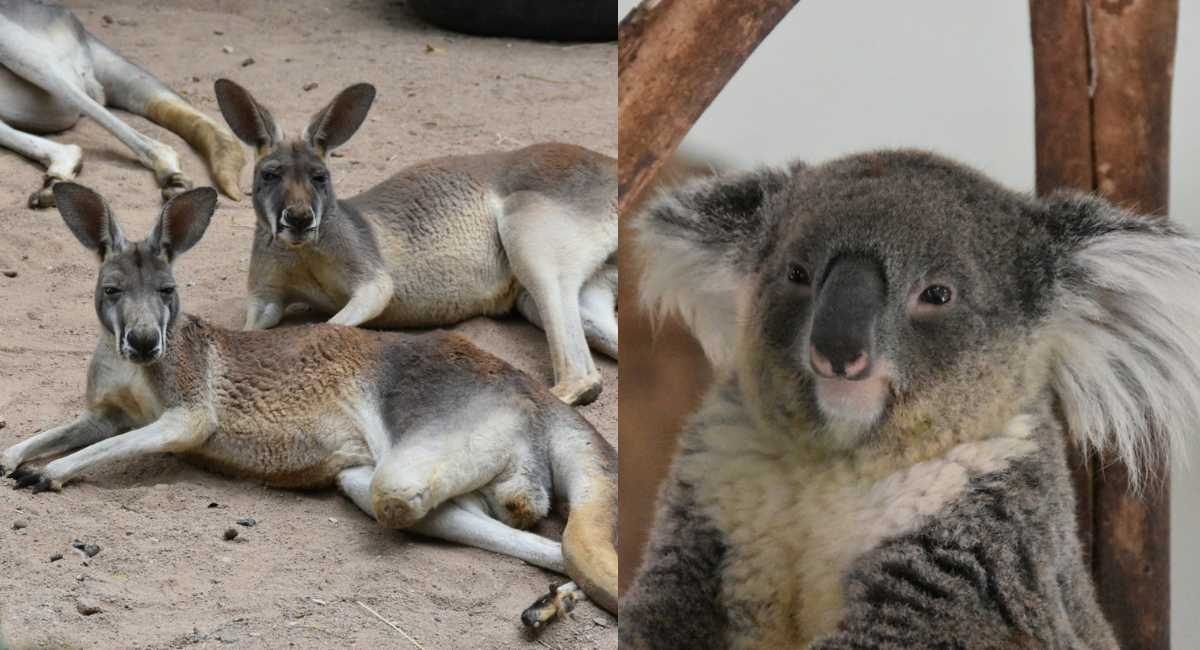 โซนออสเตรเลีย จิงโจ้และโคอาล่า - สวนสัตว์เปิดเขาเขียว