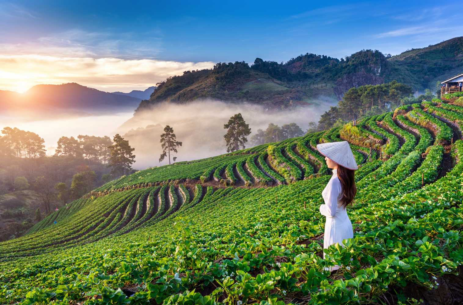 เวียดนาม - วางแผนทริปผู้สูงอายุ