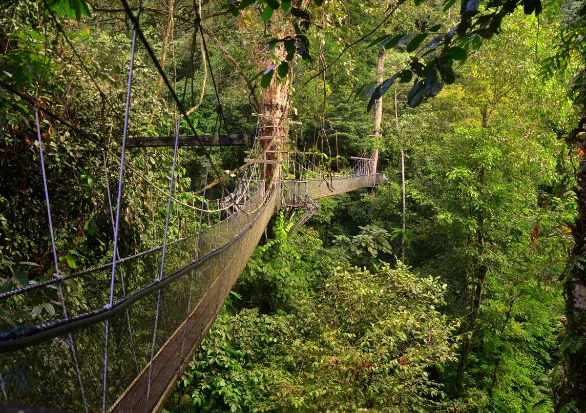 Canopy walk of Gunung Mulu National Park