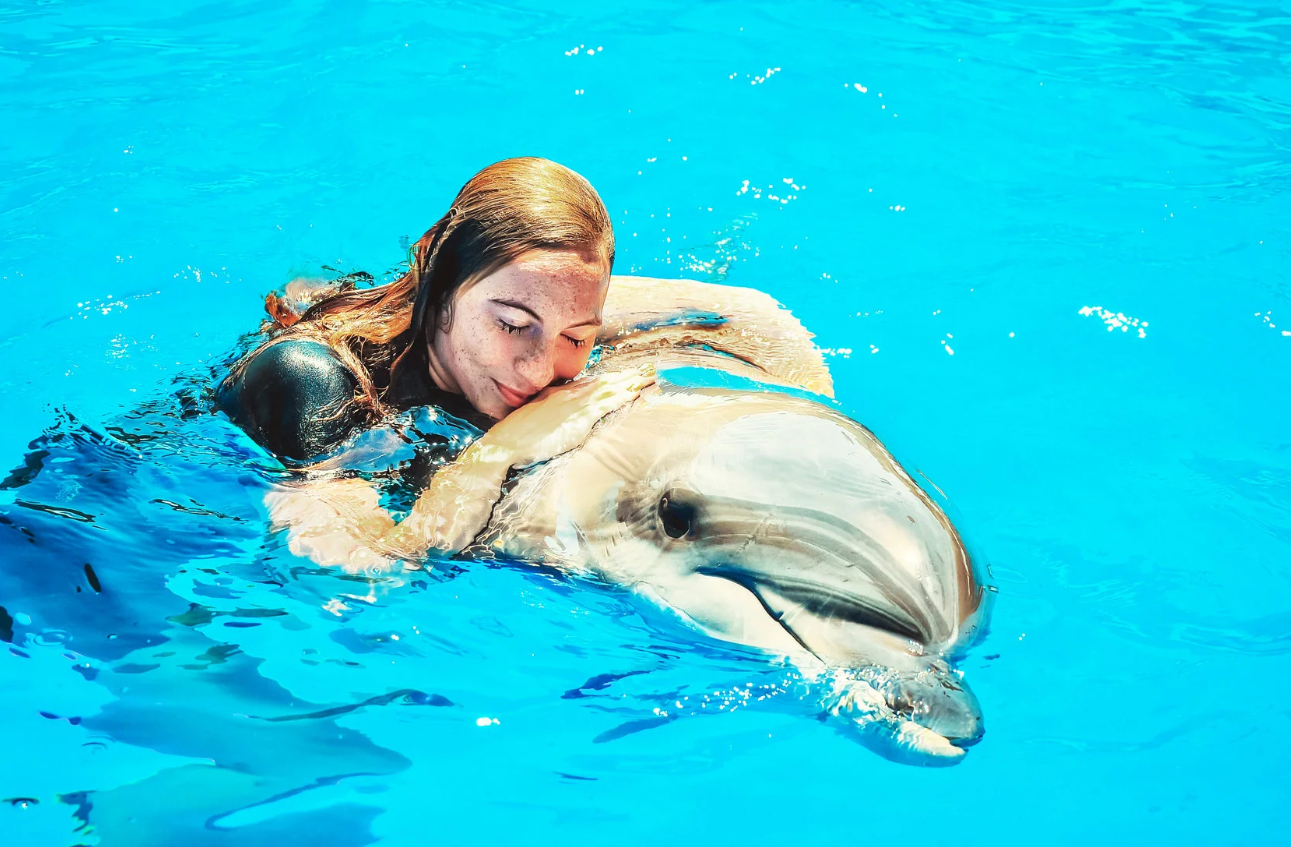 Dolphin Show ภูเก็ต