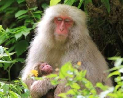 Japanese macaque and baby