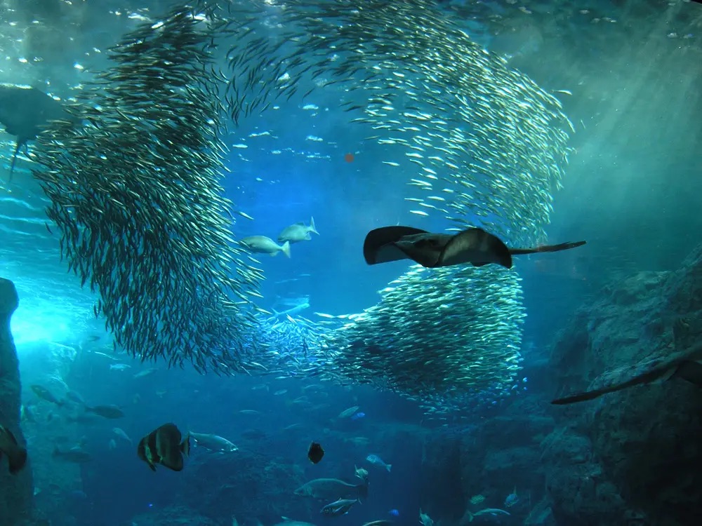 東京水族館推薦 #7 新江之島水族館