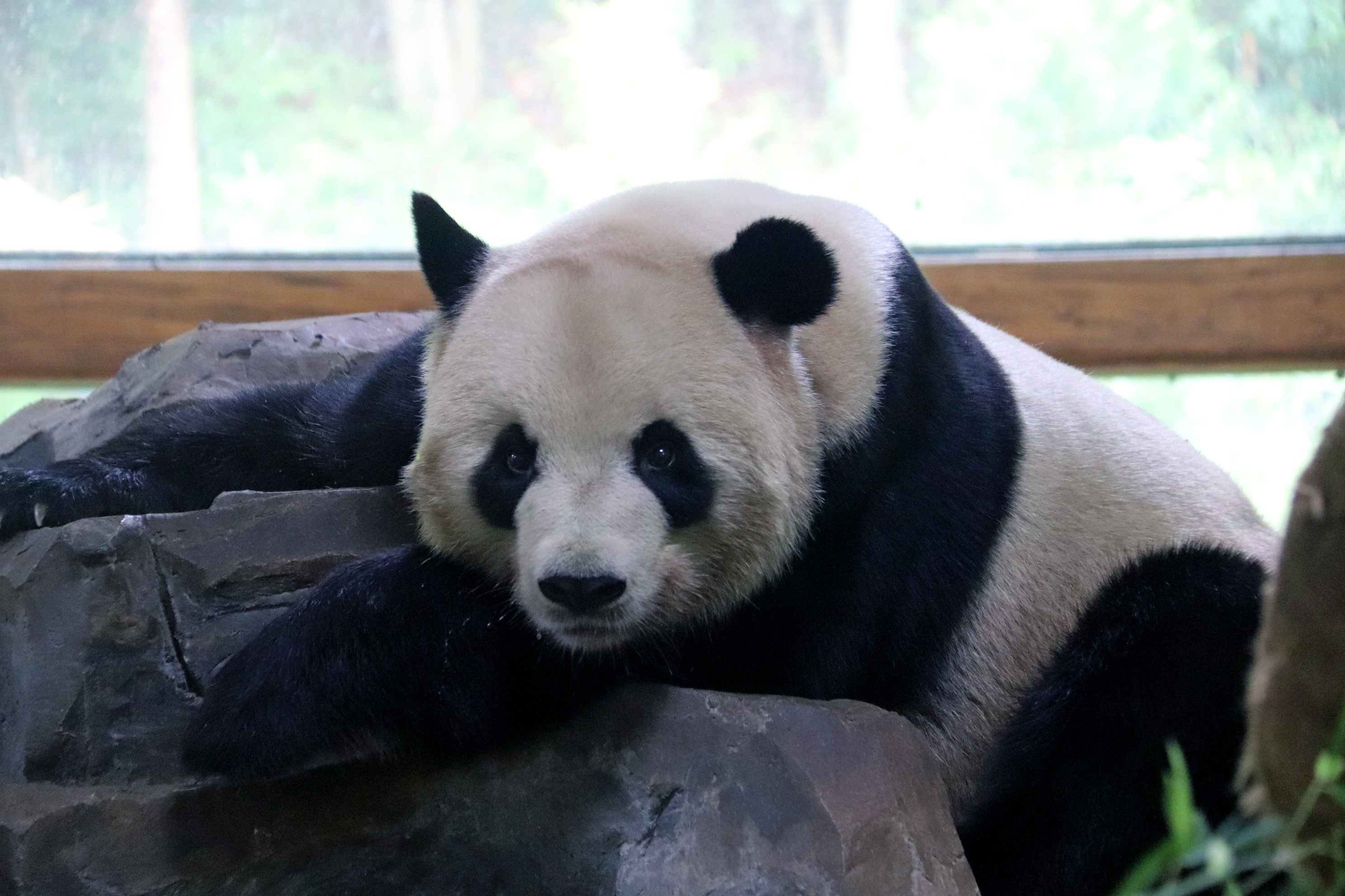 雲南野生動物園