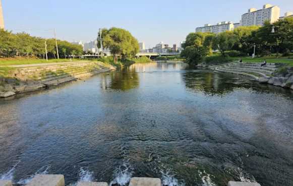 광주 벚꽃 광주천