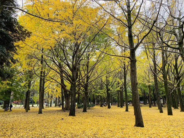 東京銀杏