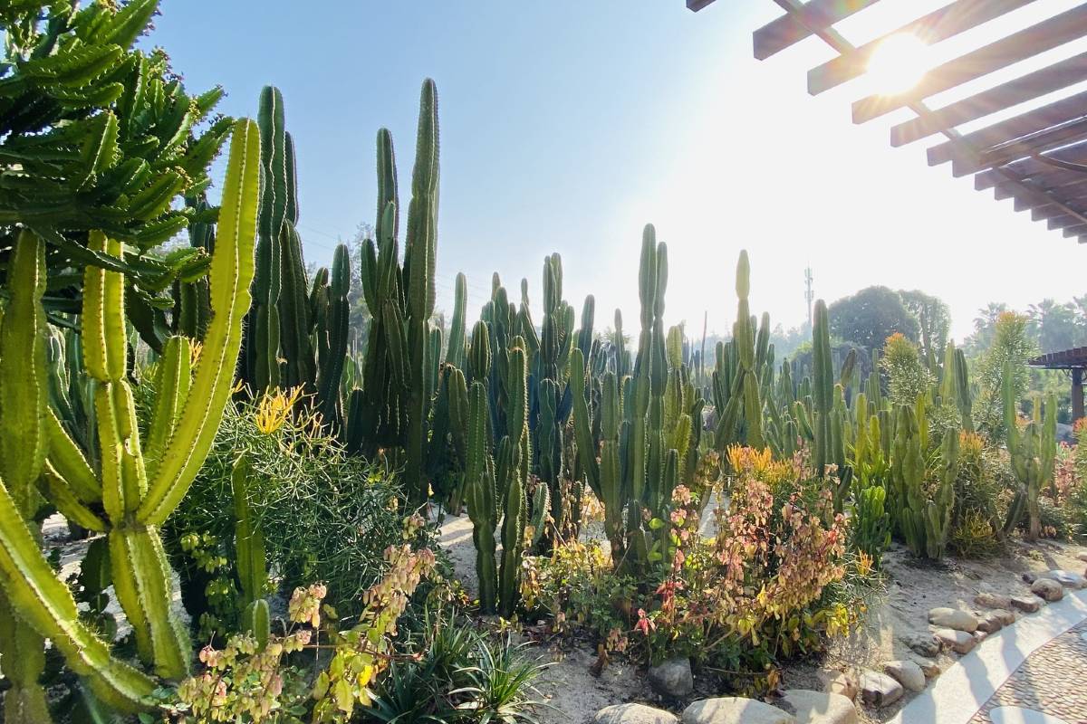 廈門園林植物園多肉植物區