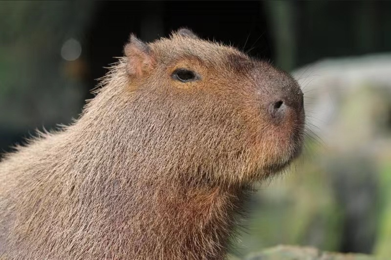 上海野生動物園