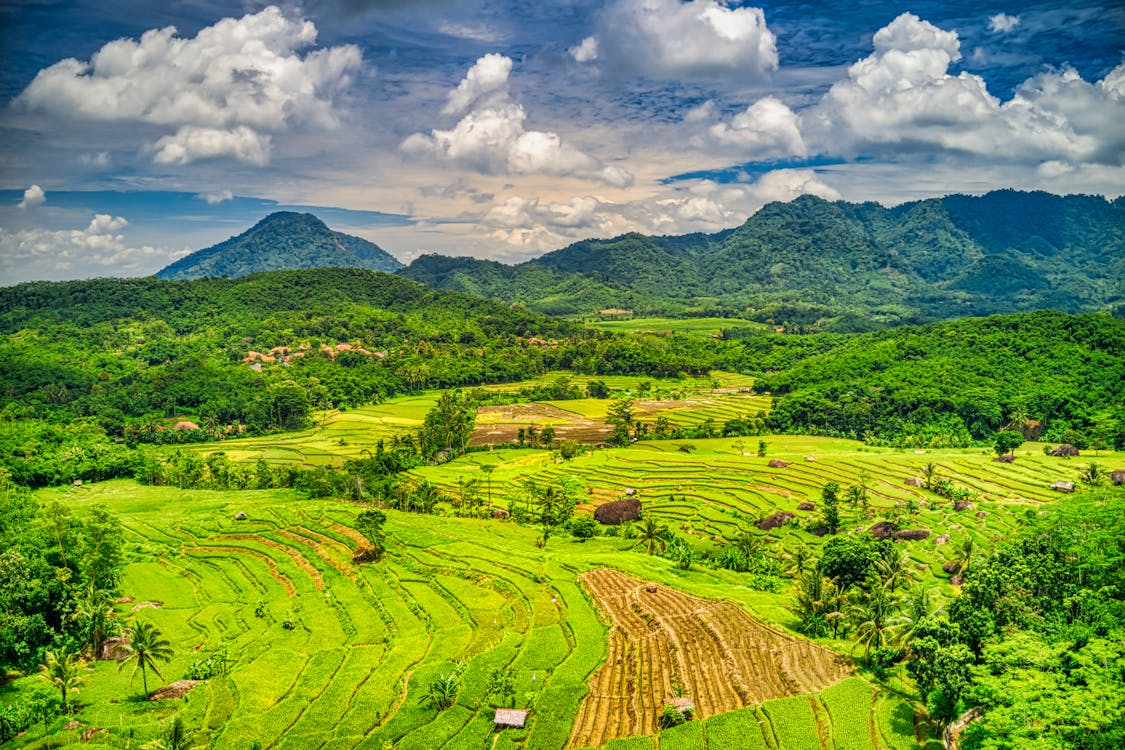 A panoramic view of the rice fields in Indonesia