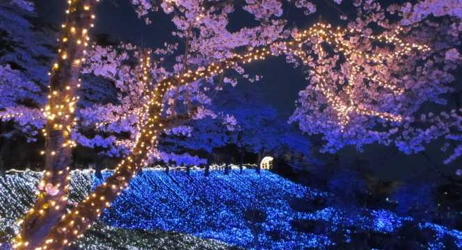 Sagamiko Illumillion - ที่เที่ยวญี่ปุ่นหน้าหนาว