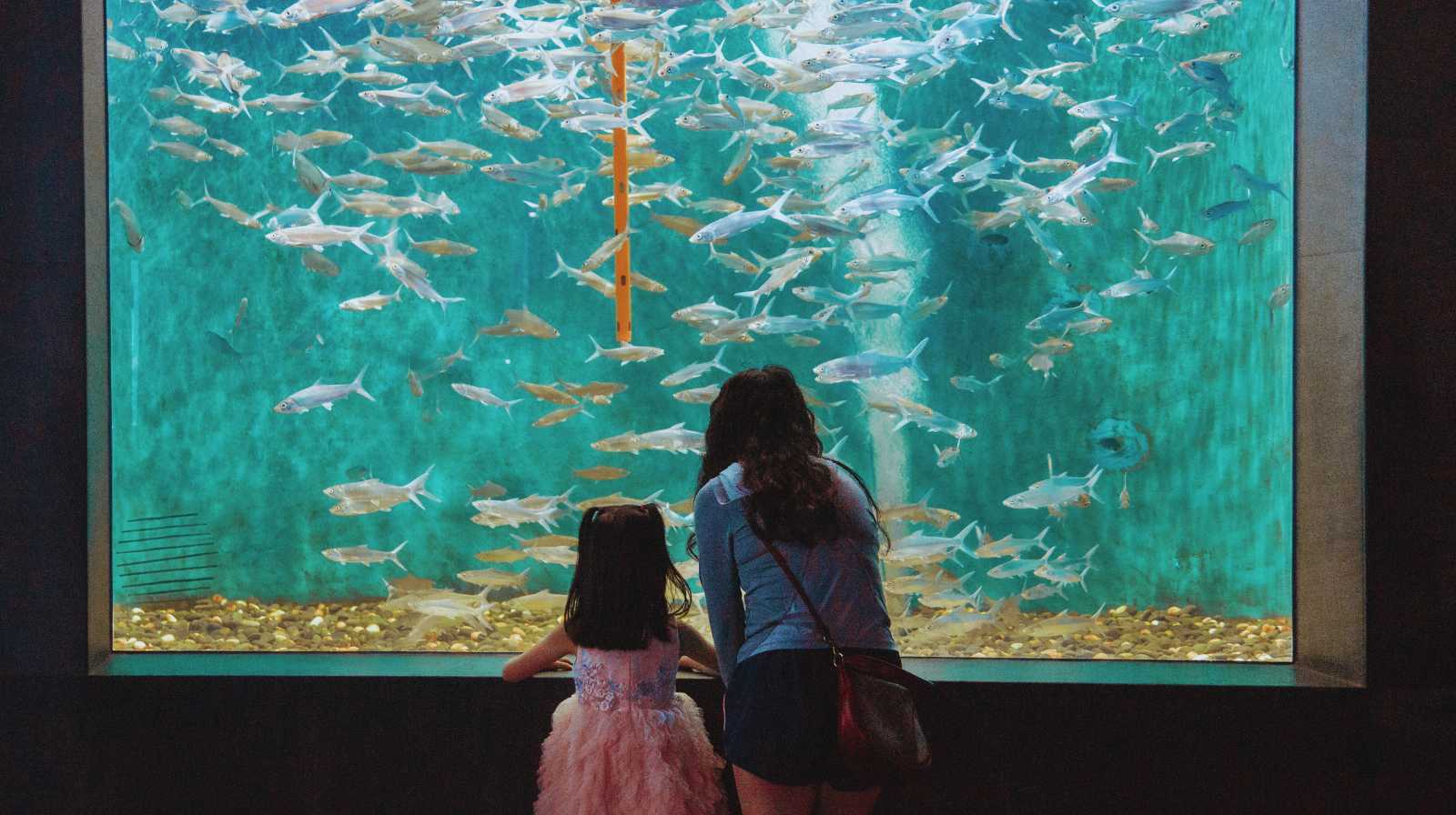 Niña y mujer observando un gran acuario lleno de peces plateados nadando en un tanque azul