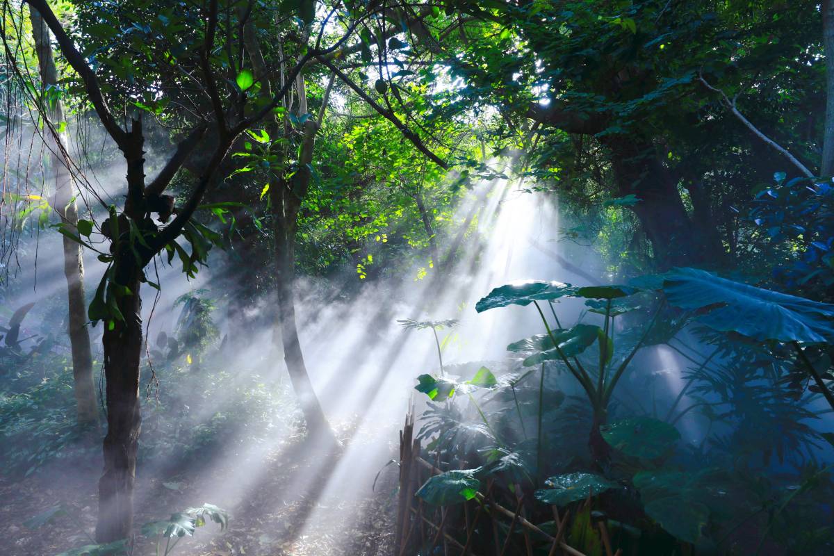 廈門園林植物園必看特色｜仙氣十足的雨林世界